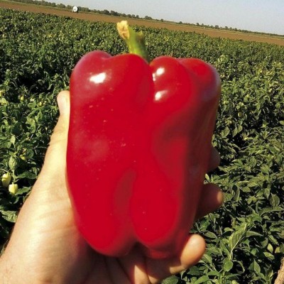 Семена перца Менчул F1 (1000сем.), Libra Seeds (Erste Zaden)